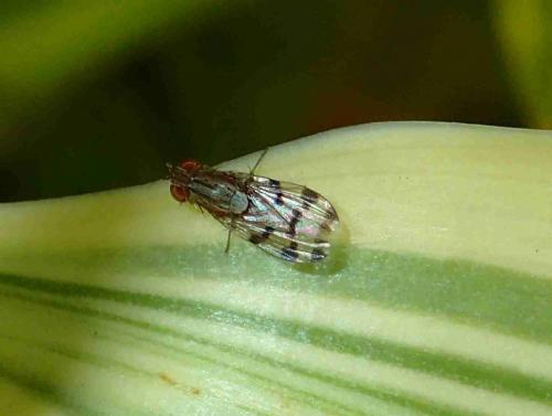 Scaptodrosophila sp.